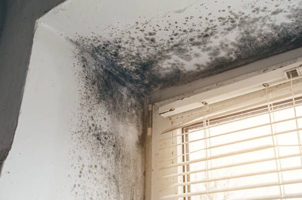Affordable Mold Cleanup solutions in Richmond, MN